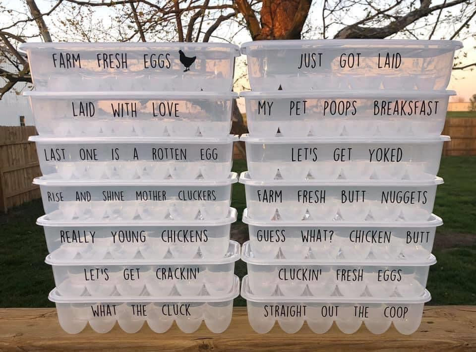 SILLY EGG CONTAINERS